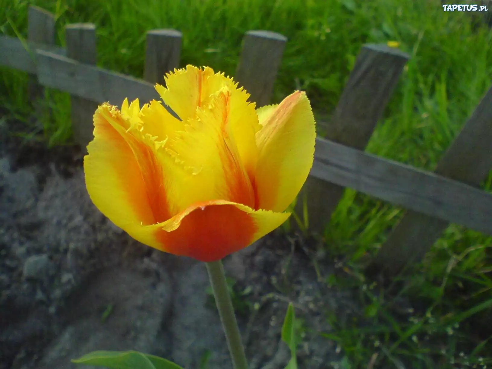Piękny, Żółty, Tulipan