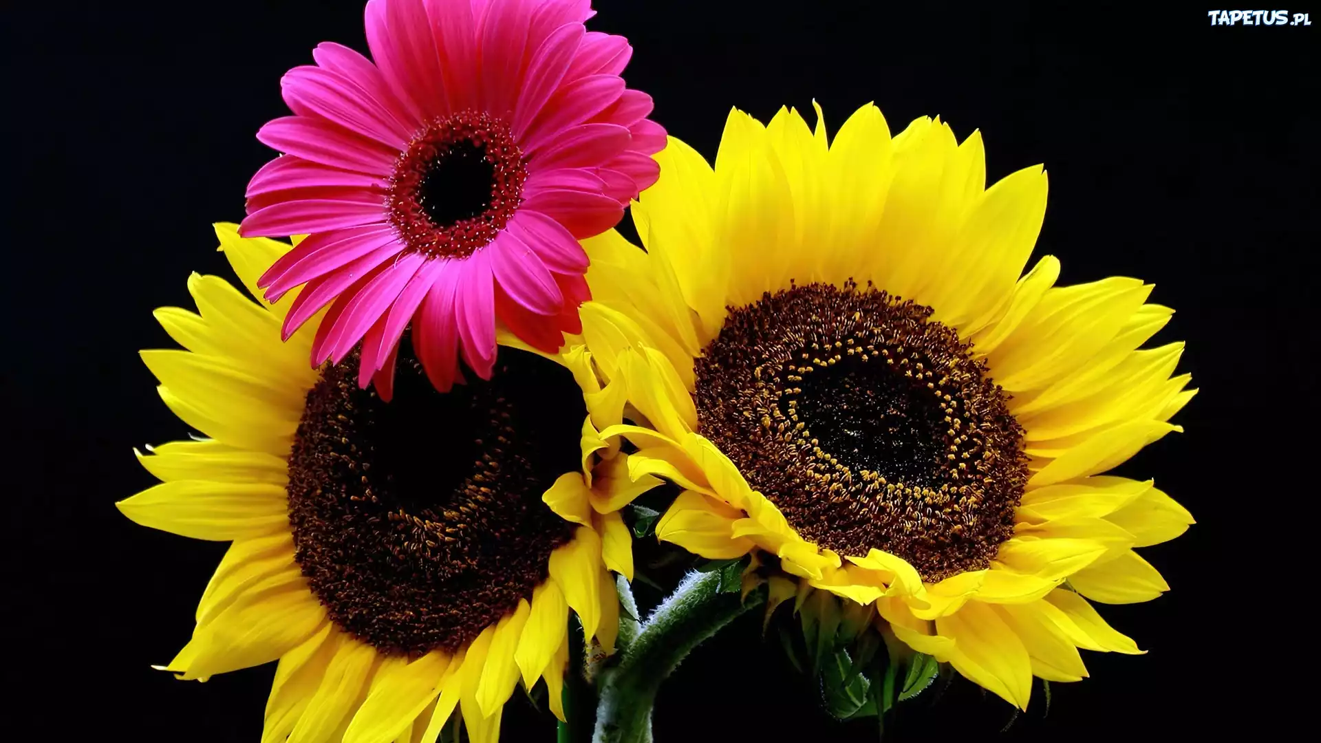 Słoneczniki, Gerbera