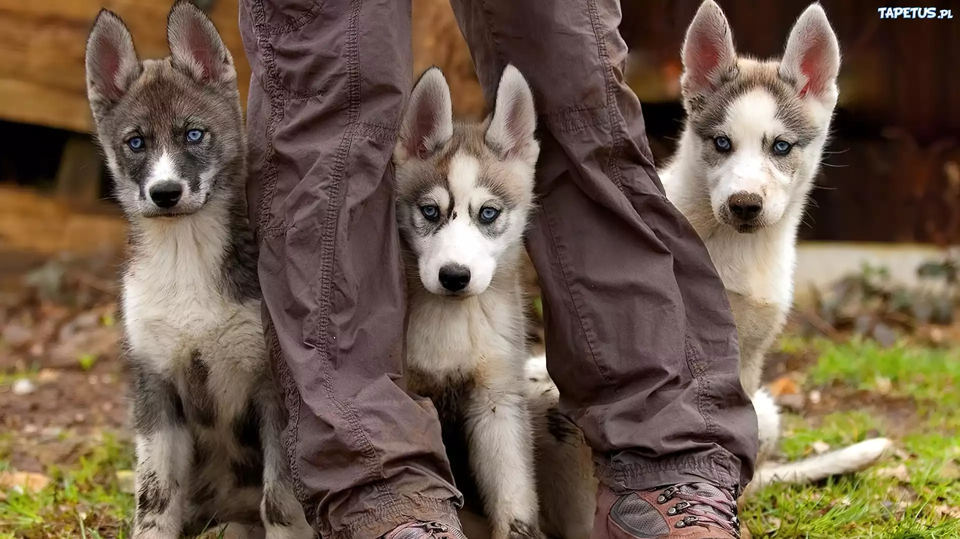 Szczeniaki, Trzy, Husky, Nogi