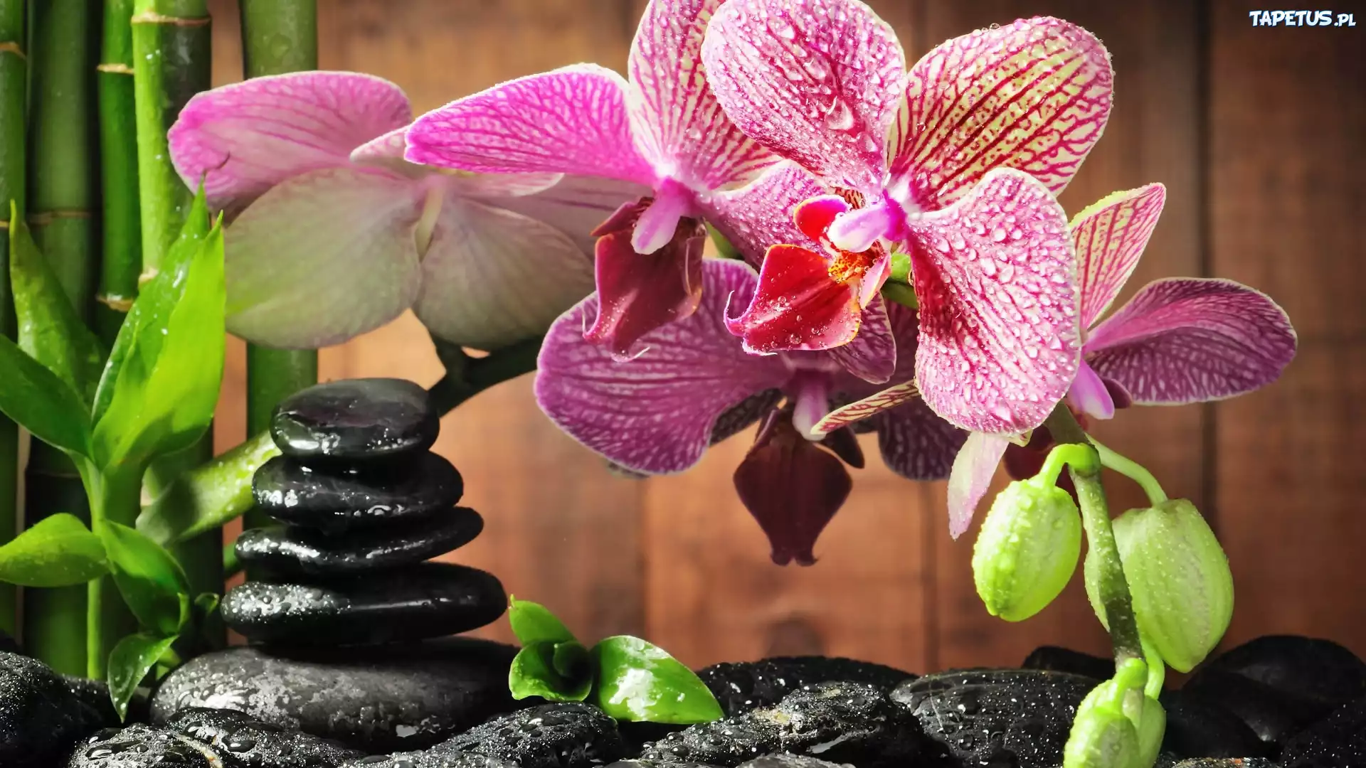 Orchidea, Kamienie