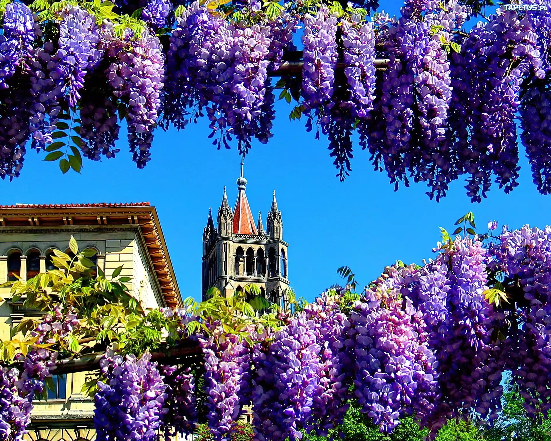 Kwiaty, Wisterii, Wieża