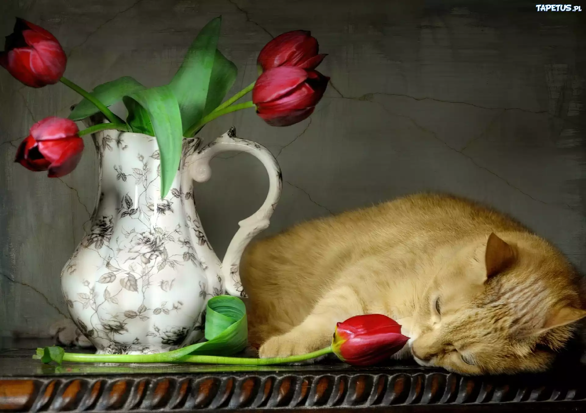 Kot, Dzban, Tulipany
