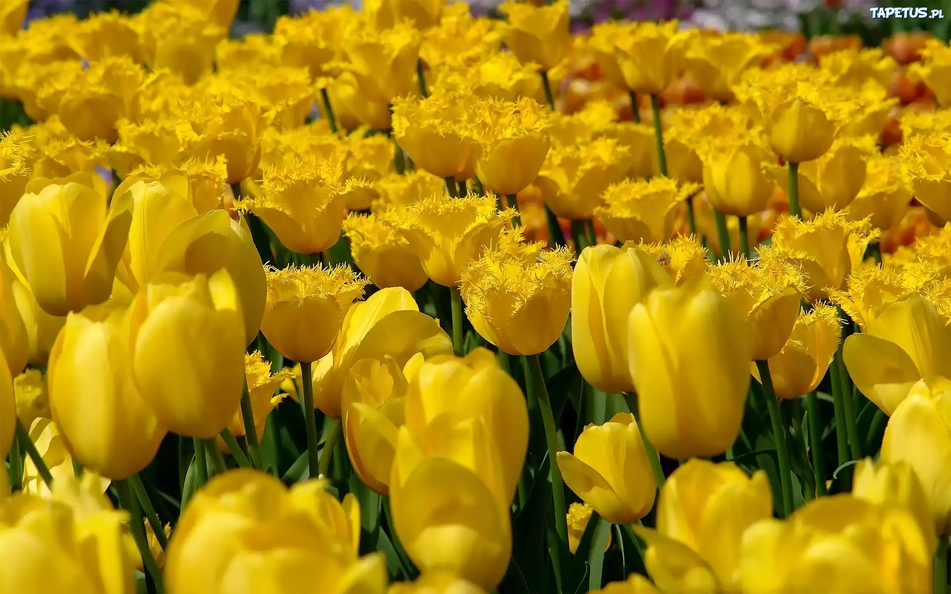 Żółte, Tulipany
