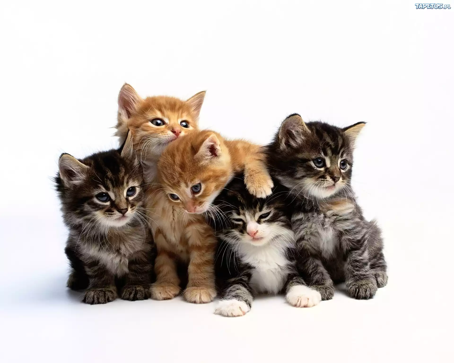 Много кисы. Пять милых котят. 5 Котят. Пятеро котят. Обои на рабочий стол котята.
