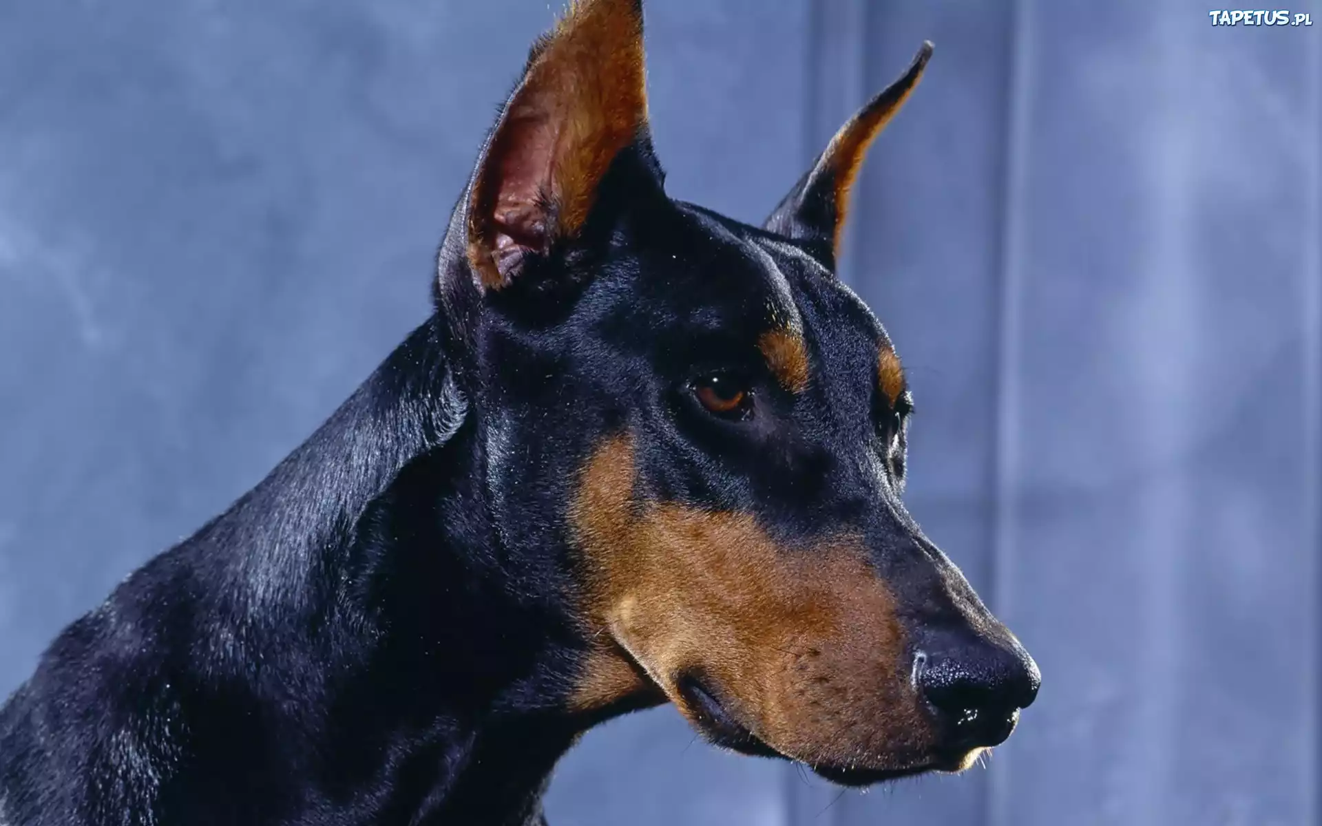 Doberman, Pysk