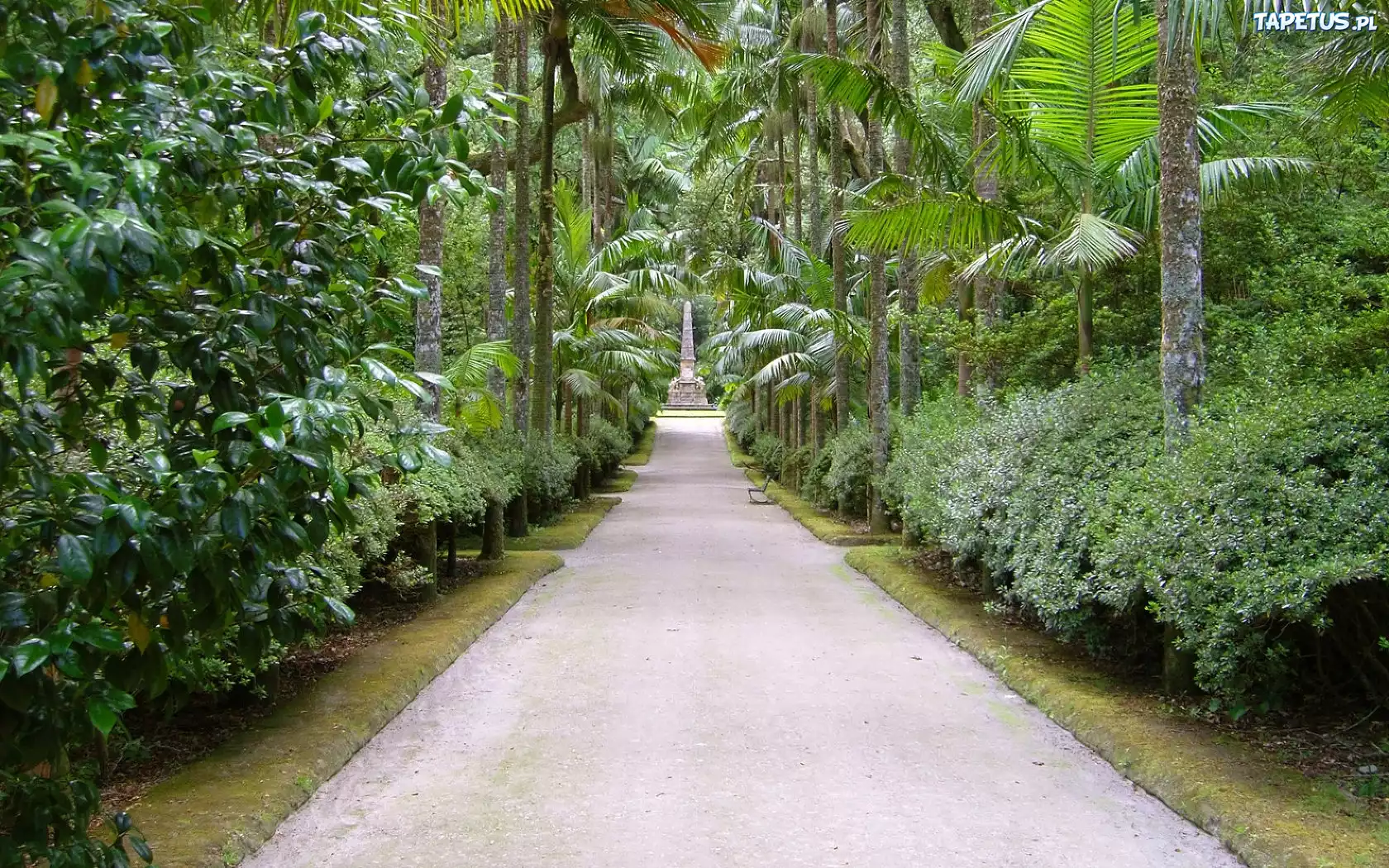 Aleja, Palmy, Ogród, Botaniczny