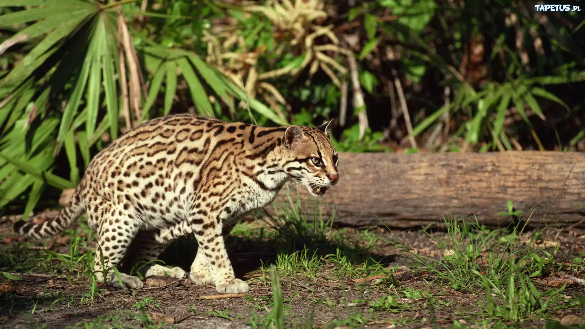 Ocelot, Skradanie, Pień, Drzewa