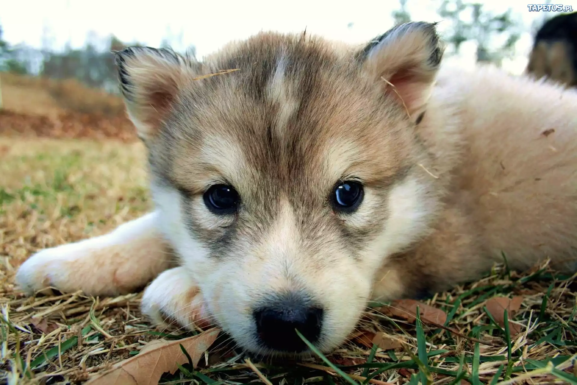Szczeniak, Husky, Pyszczek, Trawa