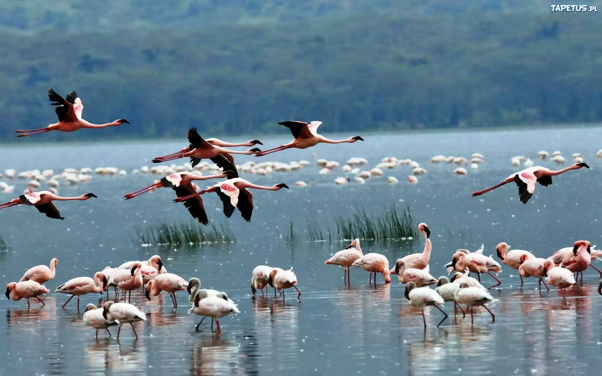 Flamingi, Woda
