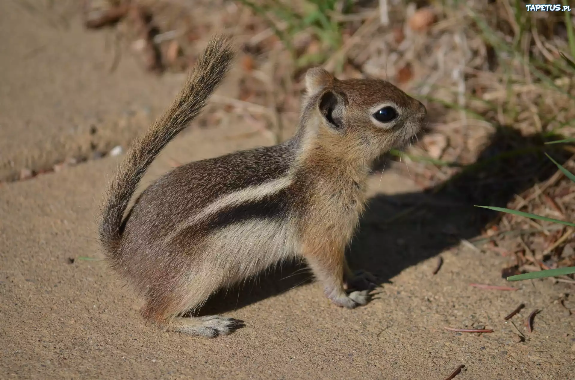 Chipmunk, Trawka