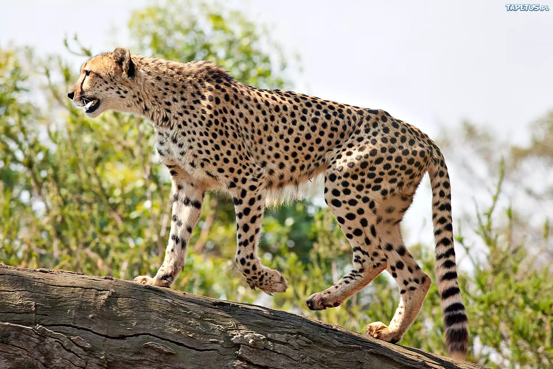 Gepard, Cętki, Kłoda