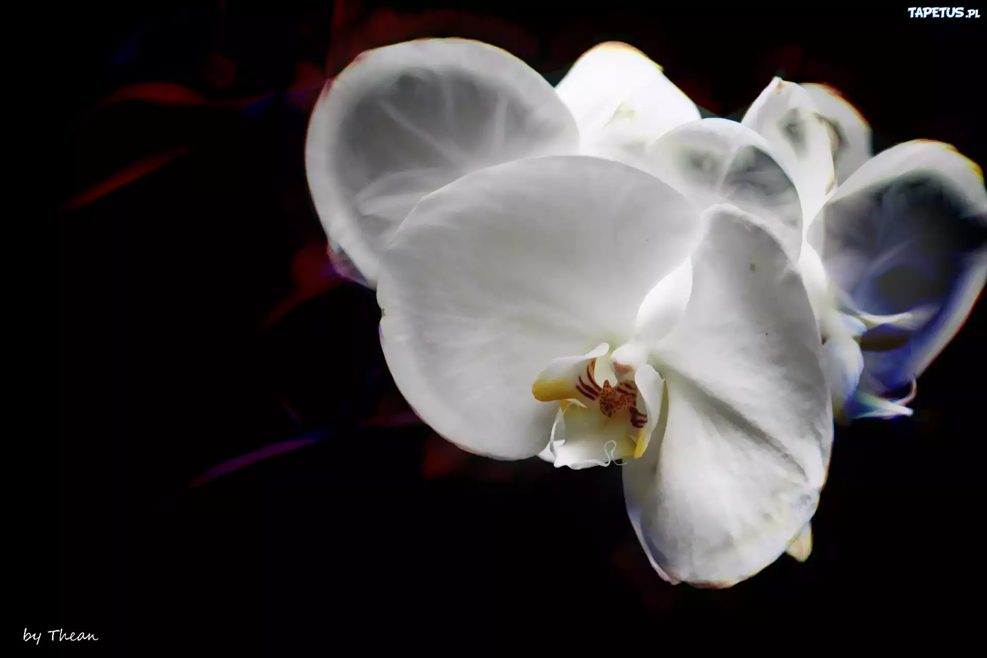 Orchidea, Storczyk