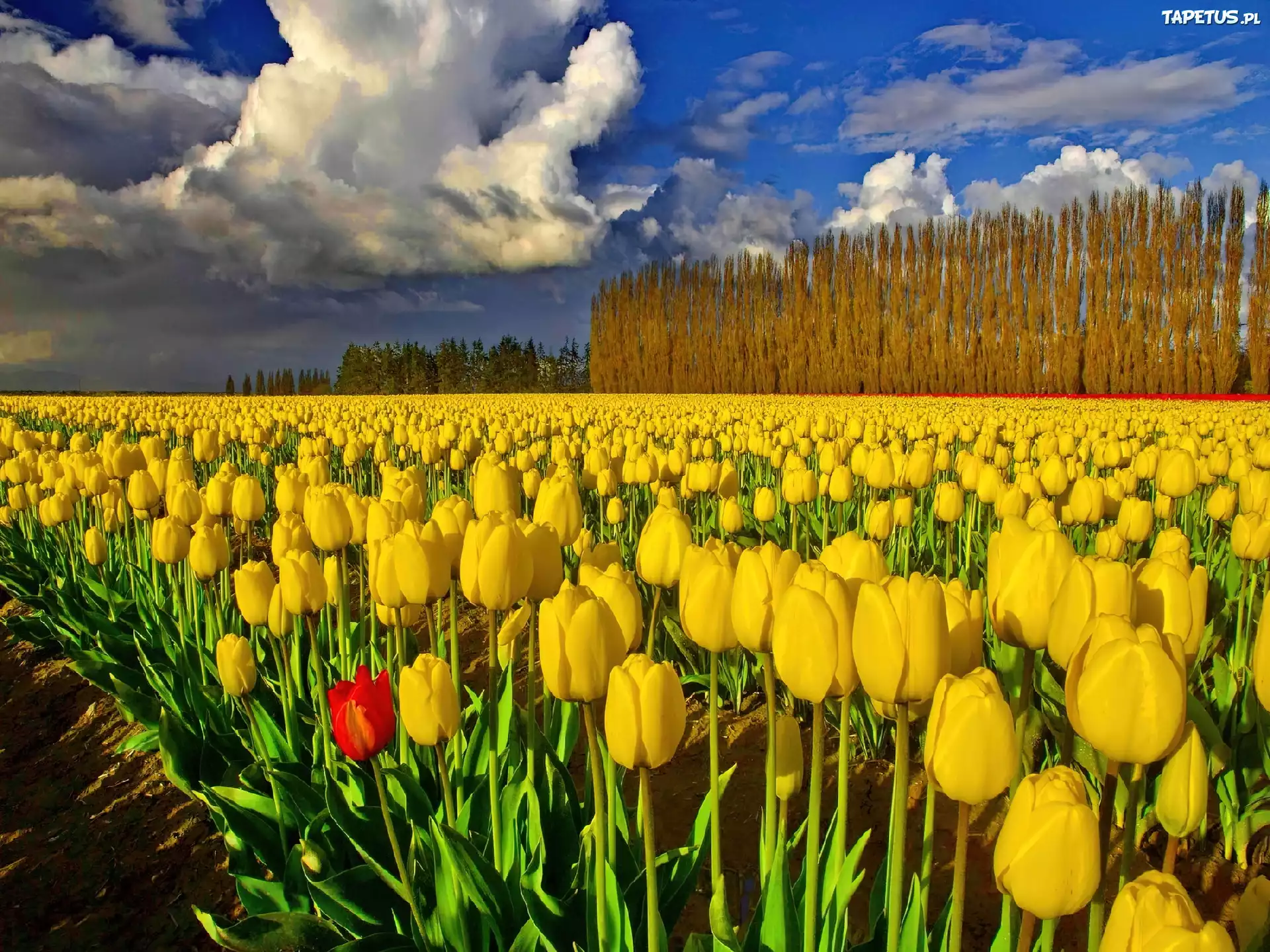 Pola, Żółtych, Tulipanów