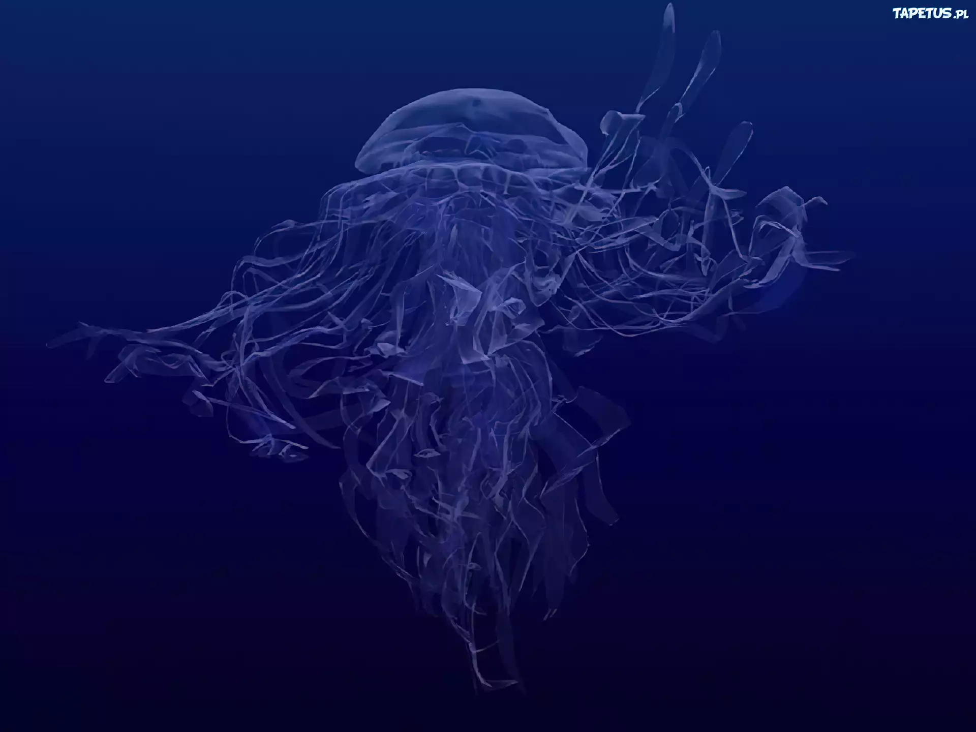 3D, Wektorowa,meduza