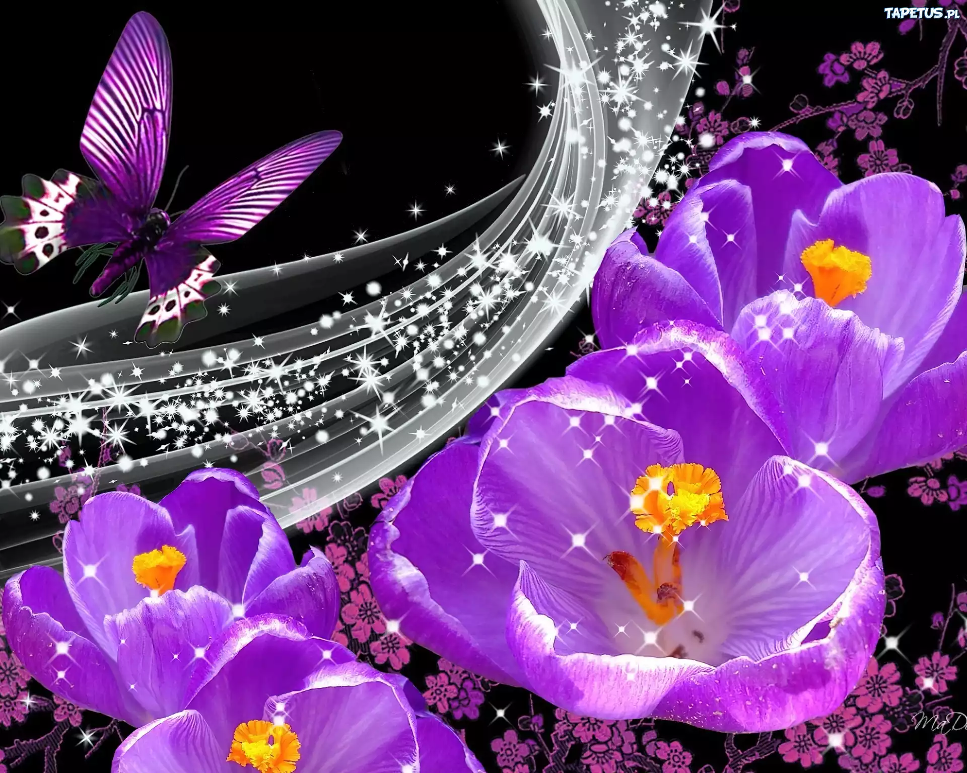 Krokusy, Motyl, Art