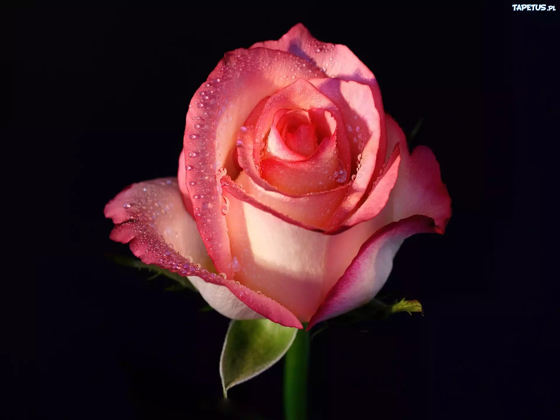 Kwiat, Róży, Rosa