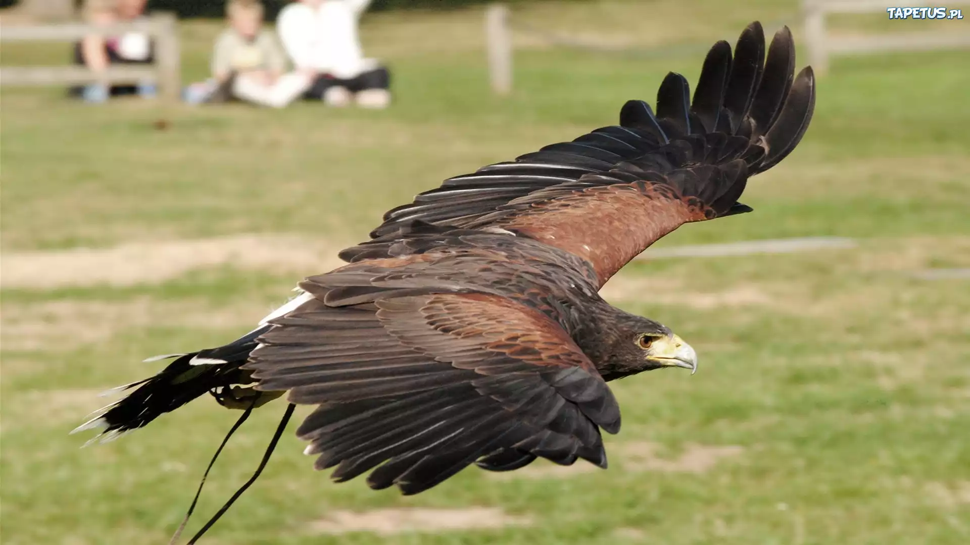 Птица с 6 крыльями. Falconry. Коршун и Соколиная охота. Орёл птица картинки. Hawk Wings.