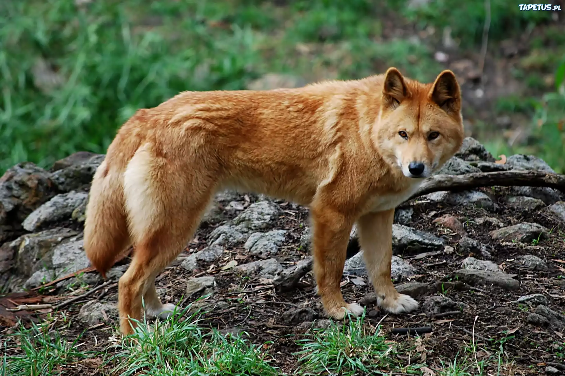 Dziki, Pies, Dingo