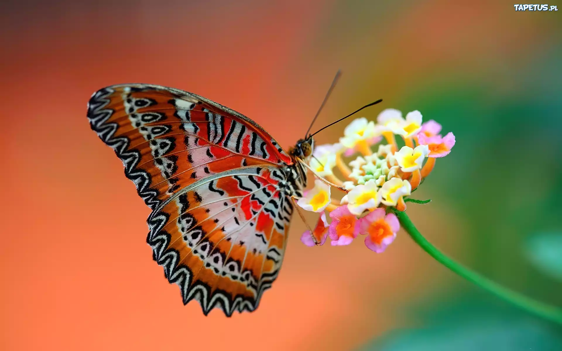 Motyl, Kwiat