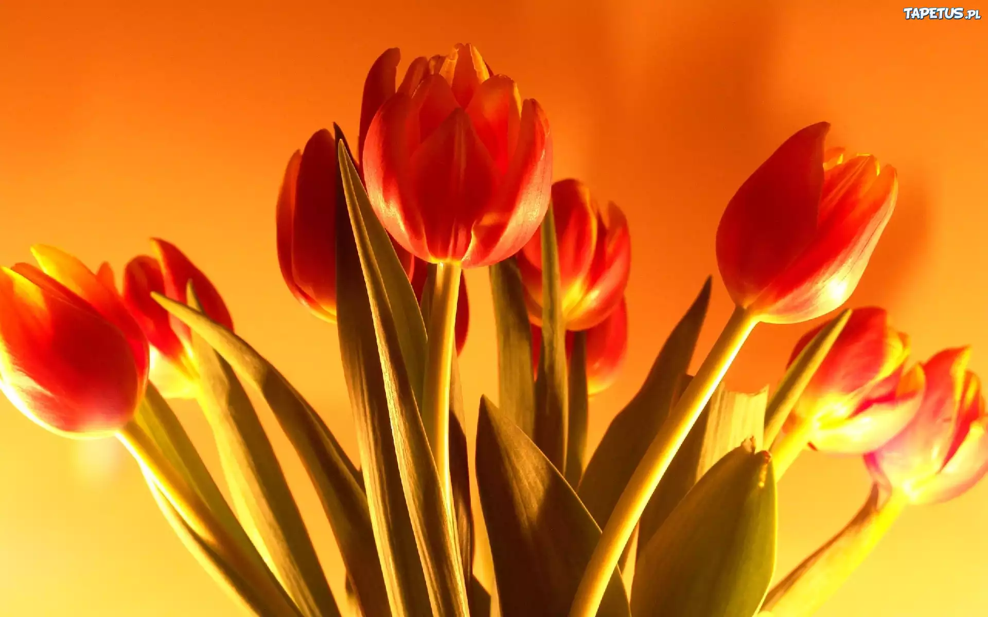 Tulipany