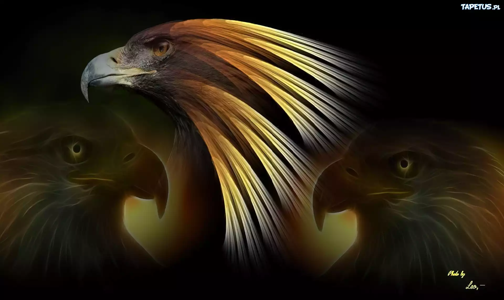 Orły, Głowa, Fractalius