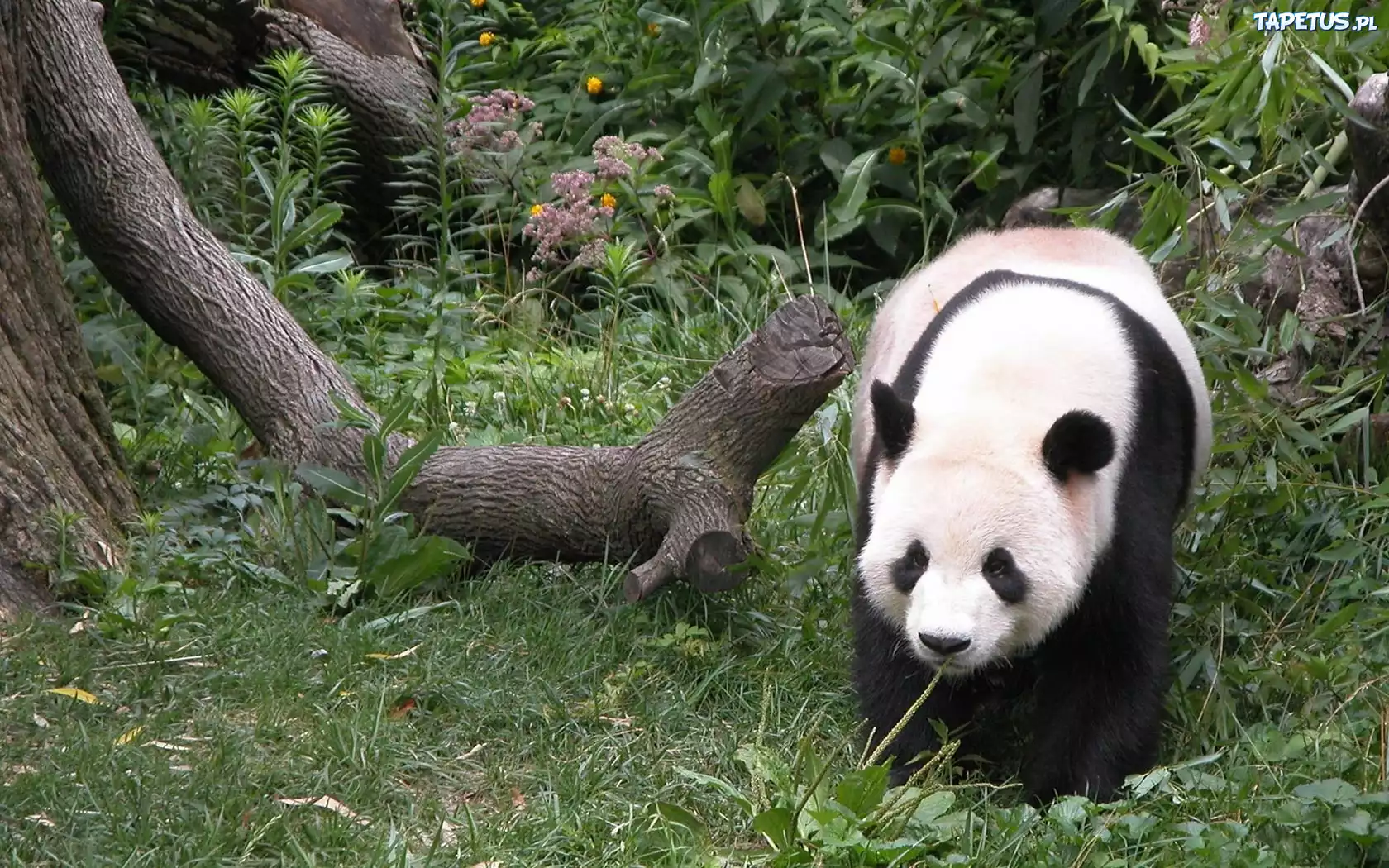Miś, Panda, Las, Drzewa