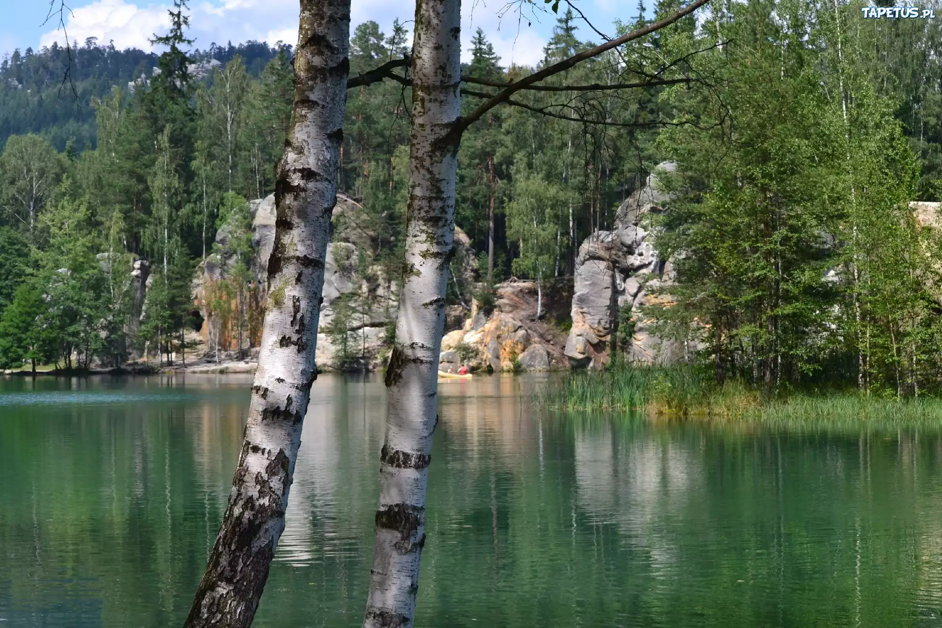 Jezioro, Ardspach, Czechy, Brzoza