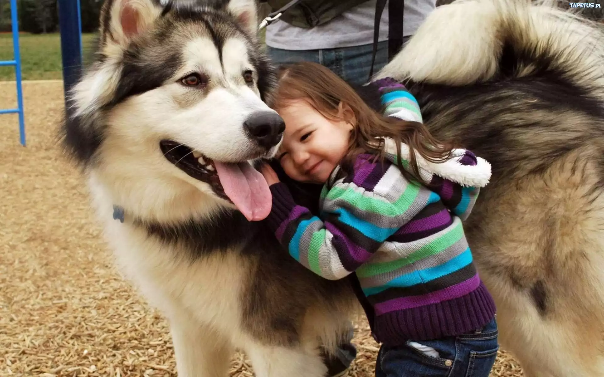Pies Husky, Dziecko