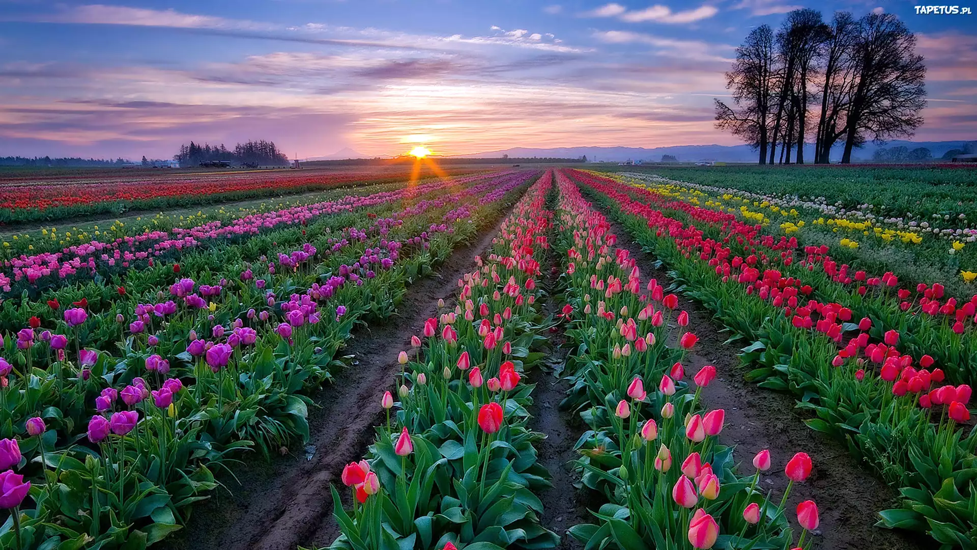 Tulipany, Pole, Zachód