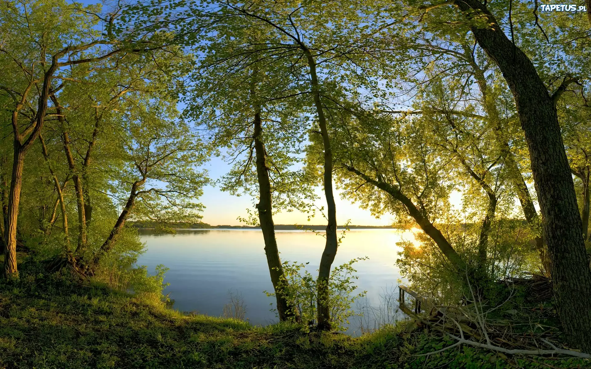 Drzewa, Gałęzie, Jezioro