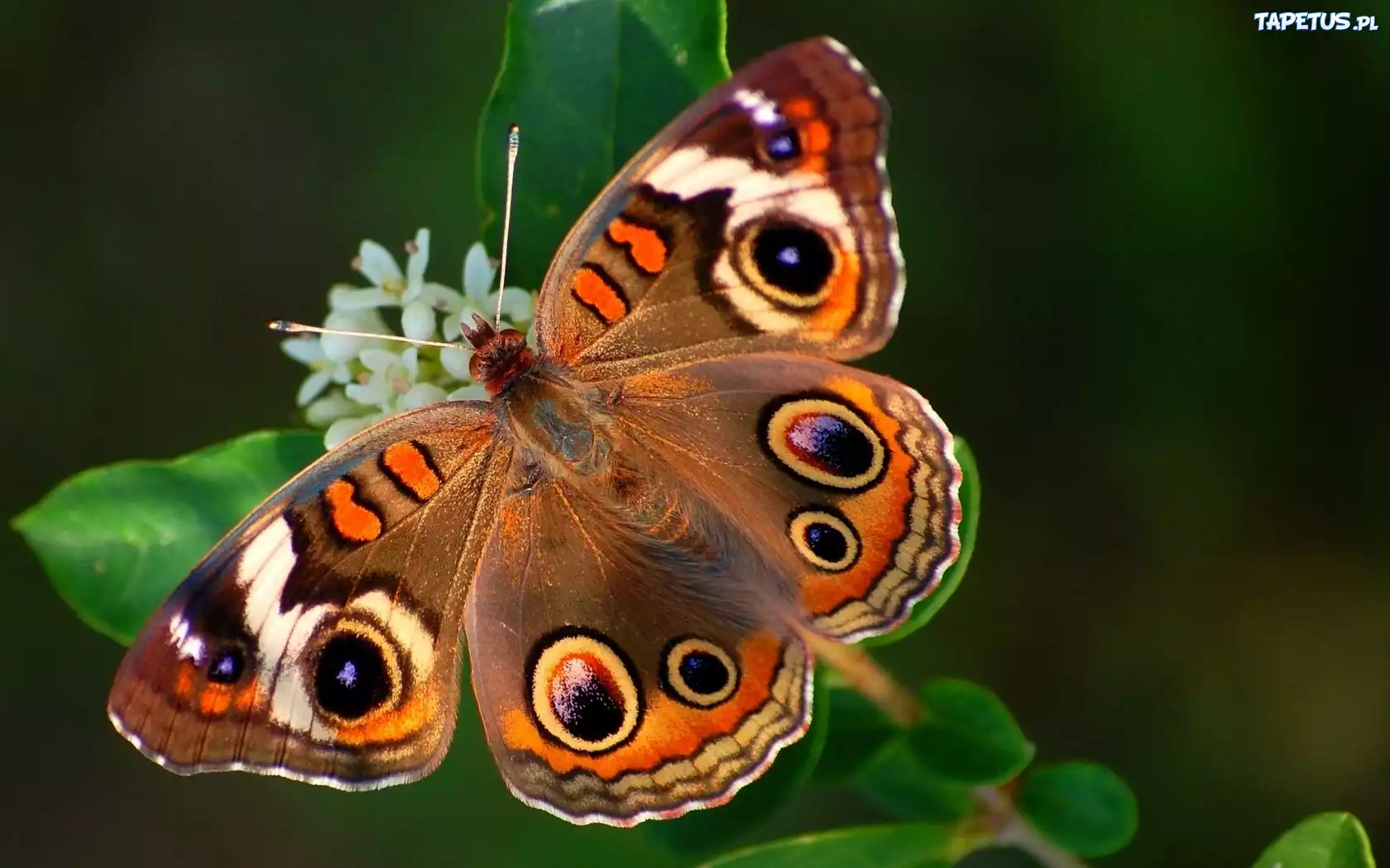 Motyl, Białe, Drobne, Kwiatki