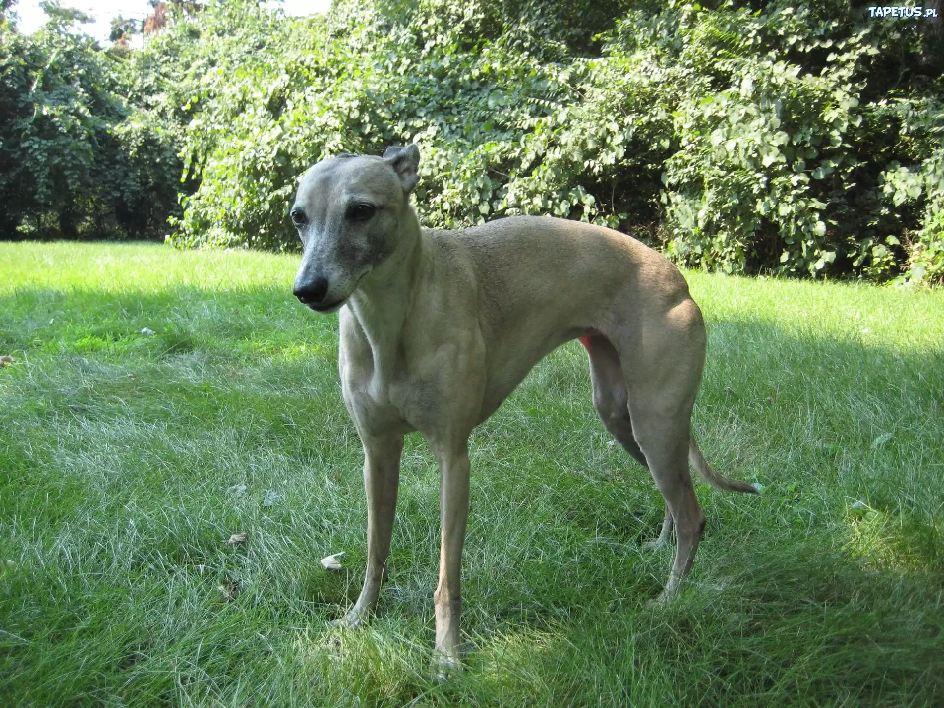 Whippet, zielone, liście