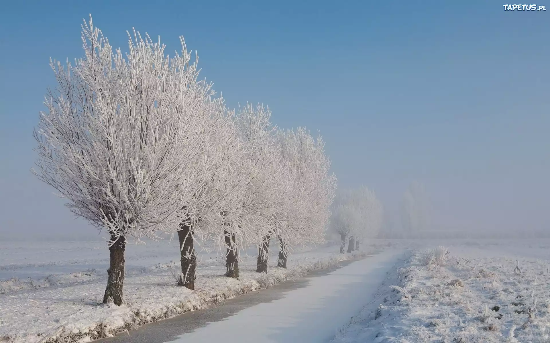 Zamarznięta, Rzeka, Oszronione, Drzewa, Pole