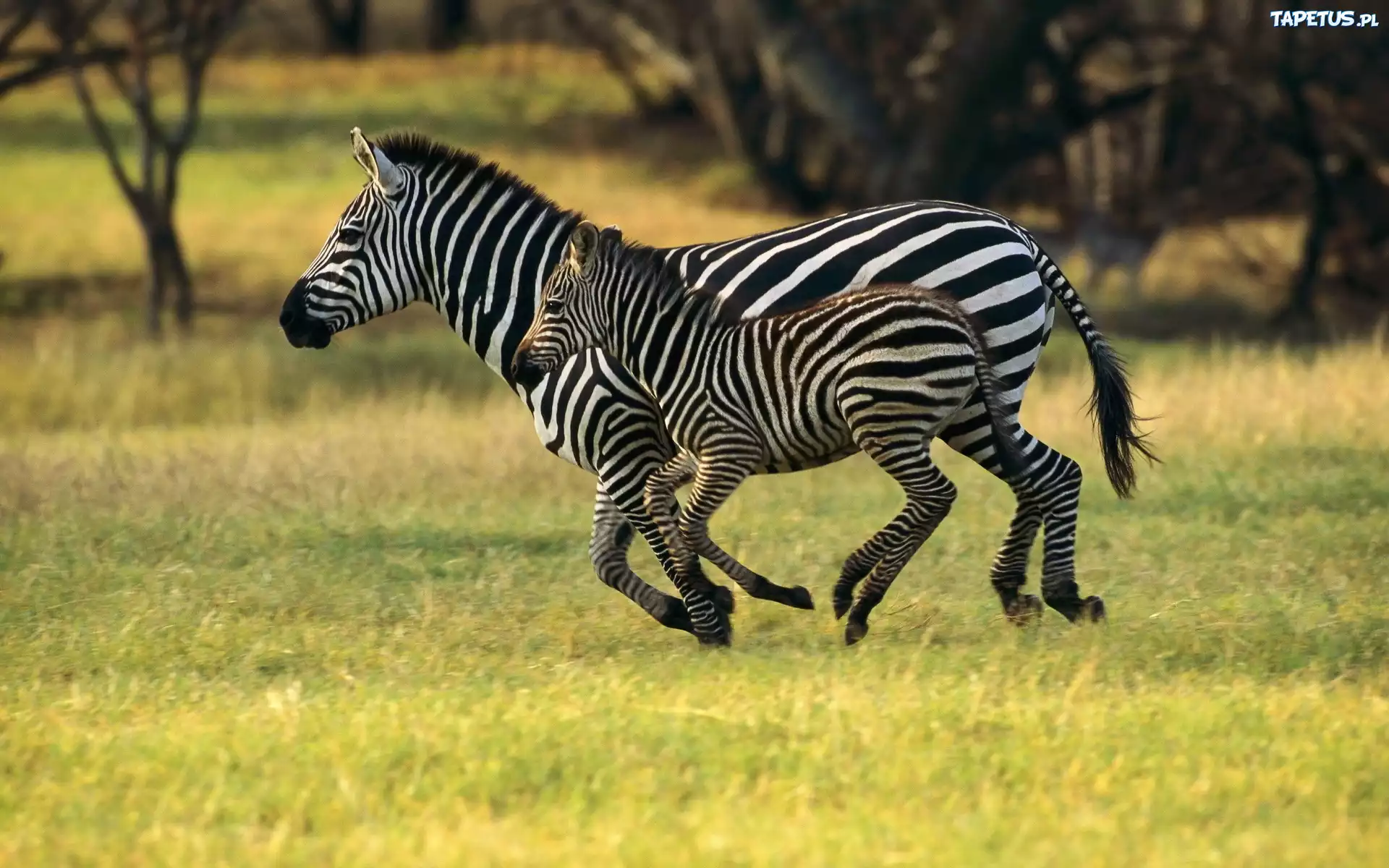 Zebra, Małe, Łąka