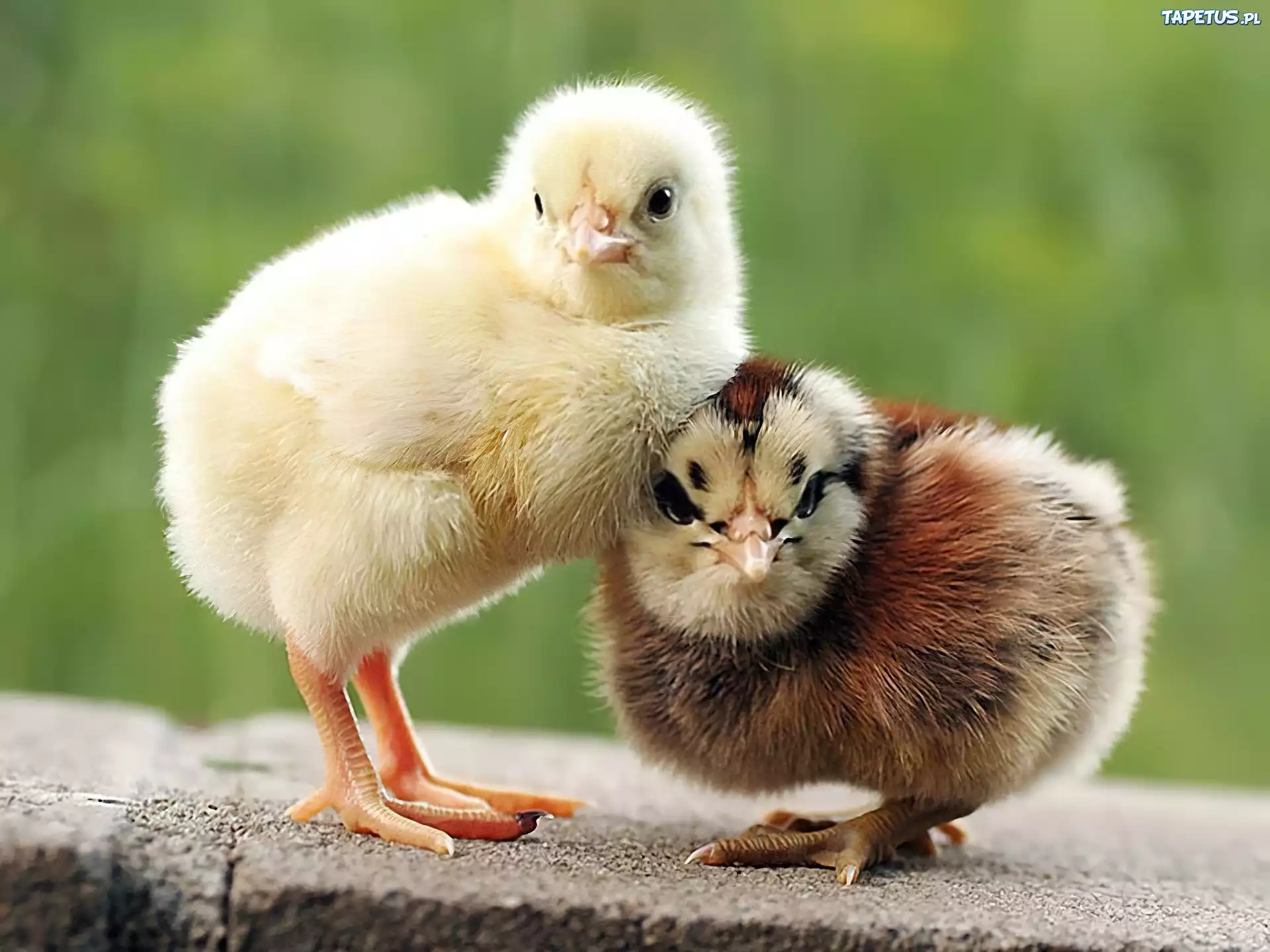 Четверо цыплят. Милый цыпленок. Забавные цыплята. Милые цыплята. Милые Цепята.