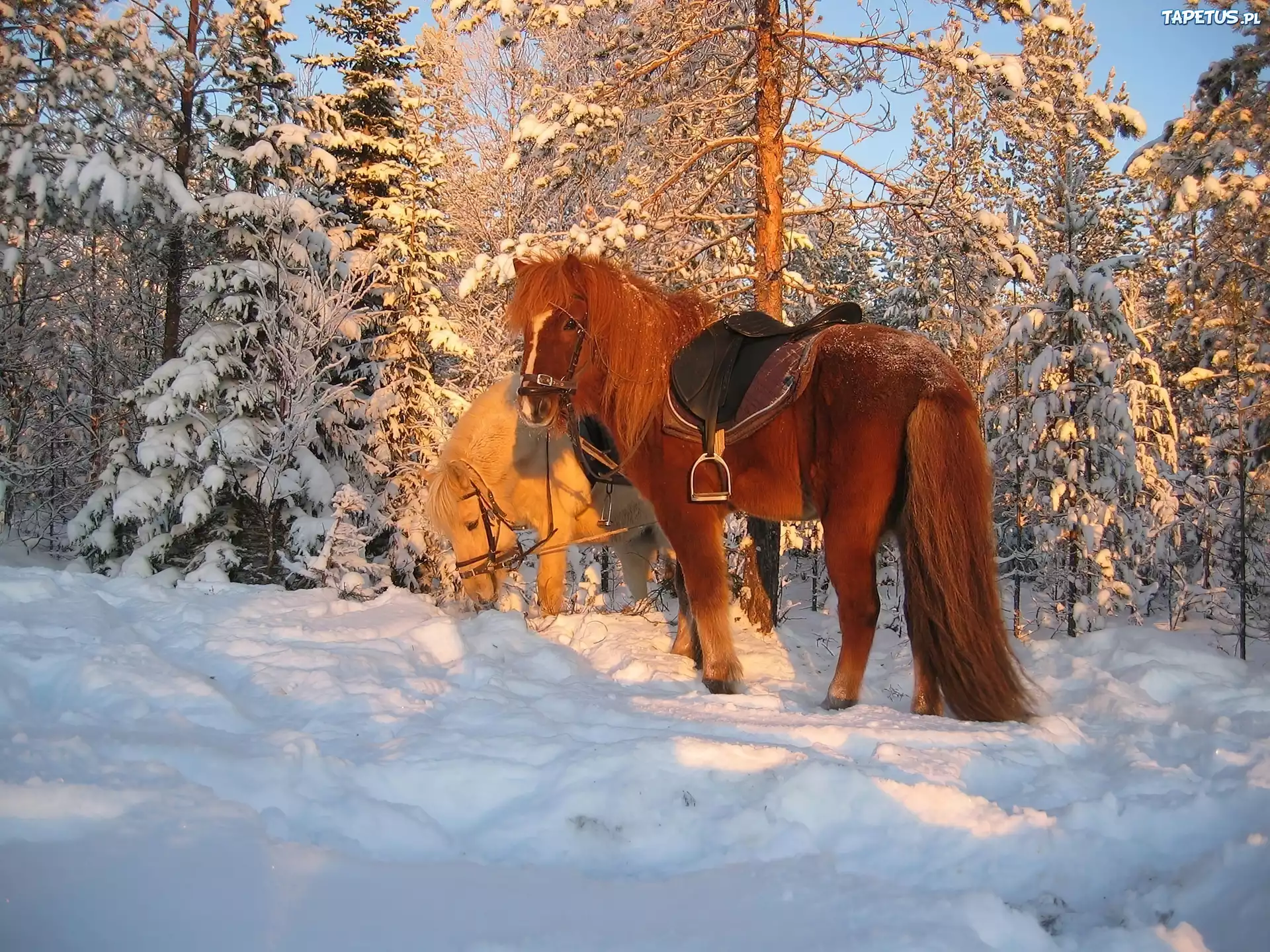 На коне в снегу. Кони зимой. Лошадь зима. Лошади в снегу. Лошадь в зимнем лесу.