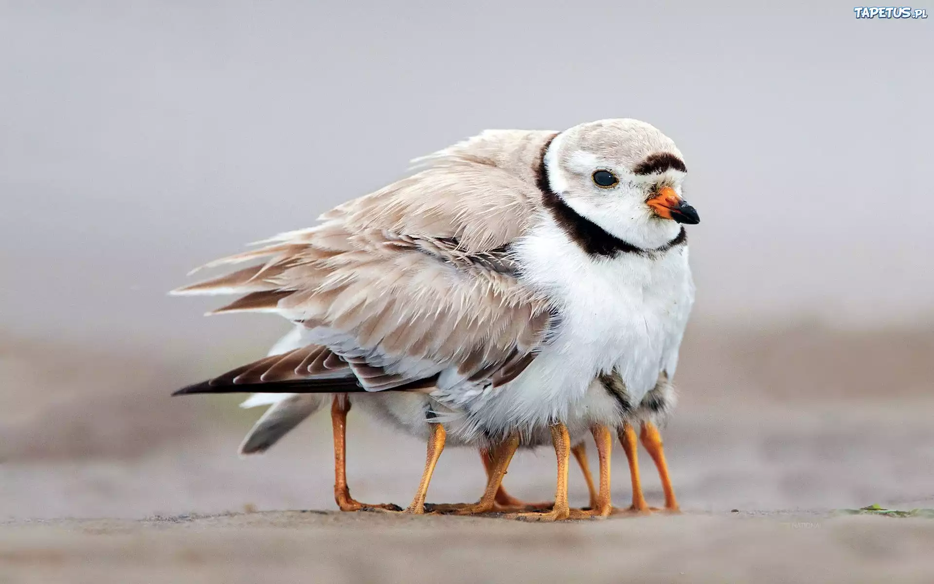 Ptak, Pisklęta