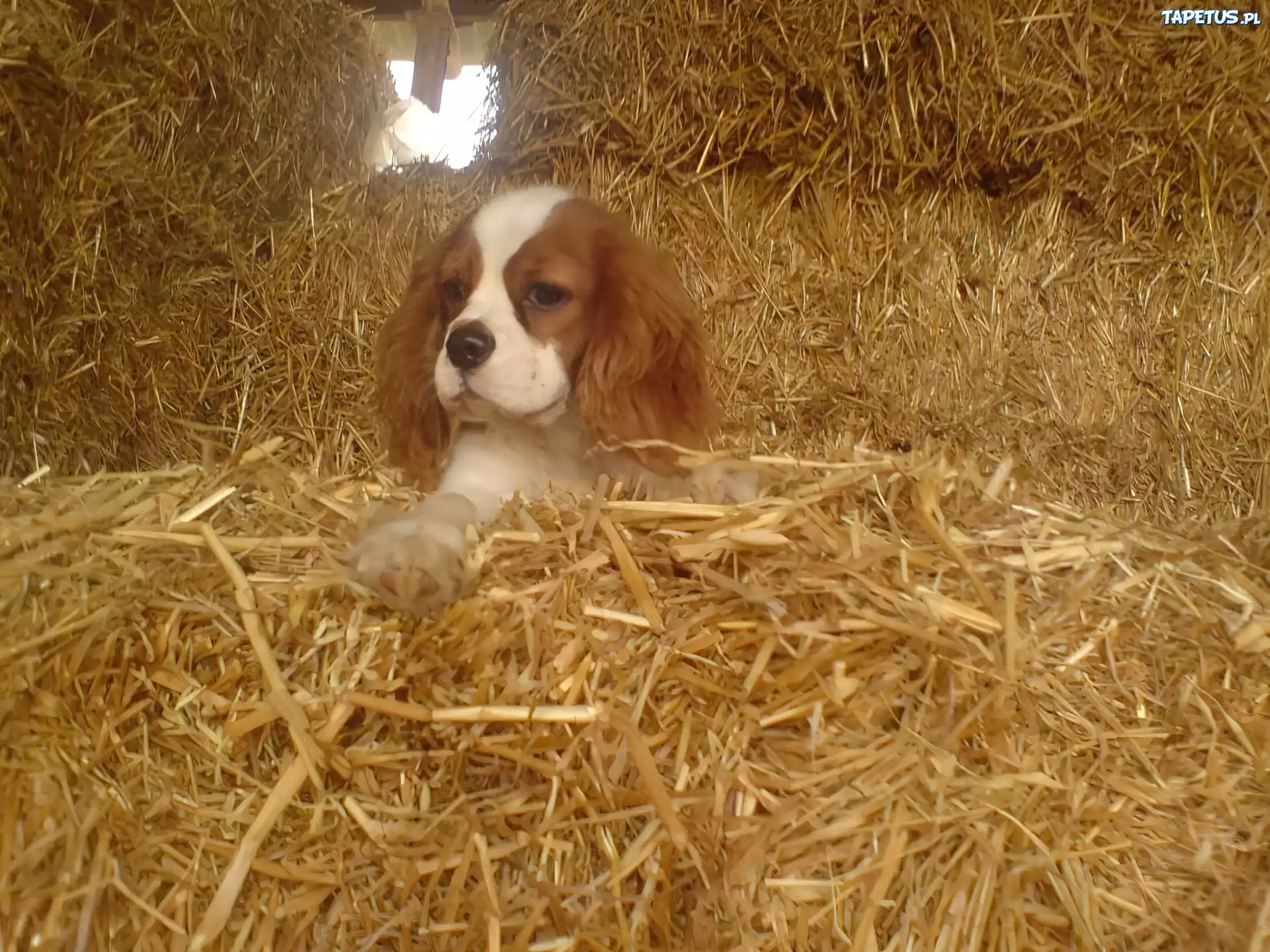 King Charles Spaniel, siano