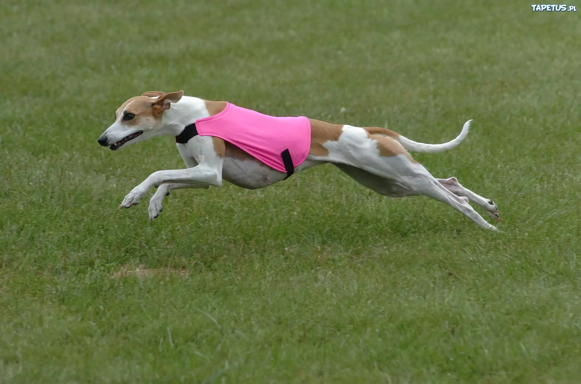 Whippet, różowe, ubranko