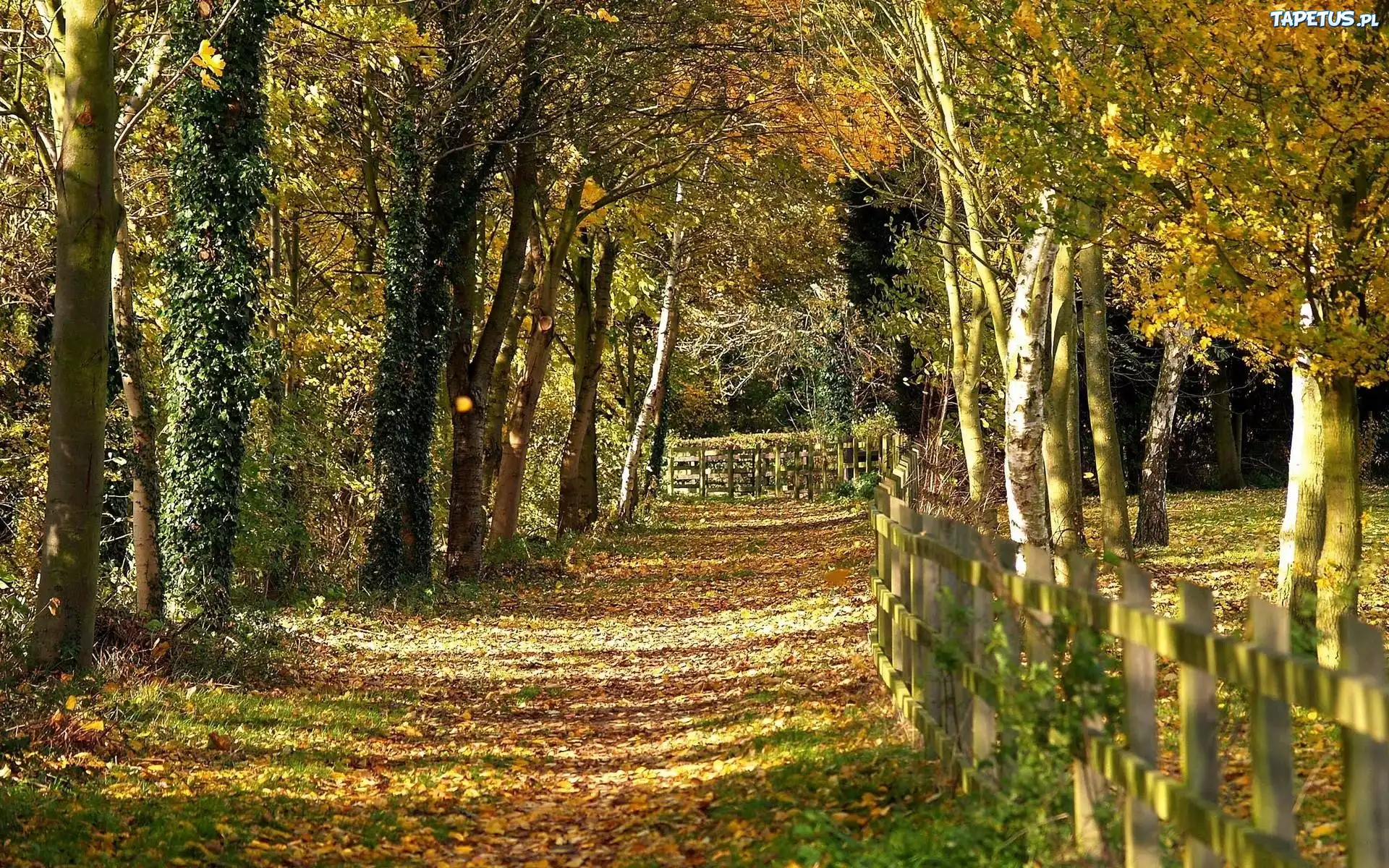 Leśna, Dróżka, Ogrodzenie, Jesień