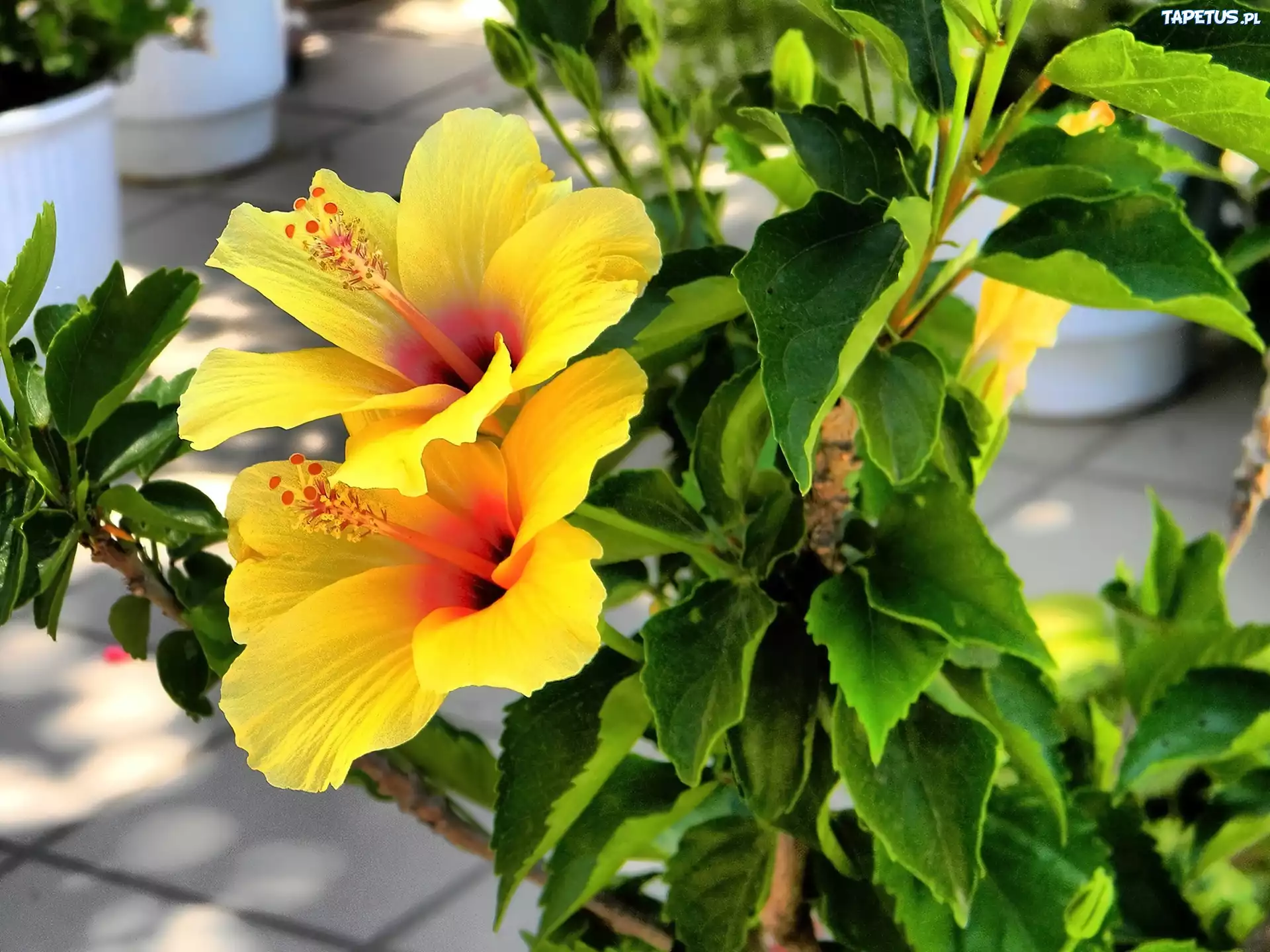 Żółty, Hibiskus