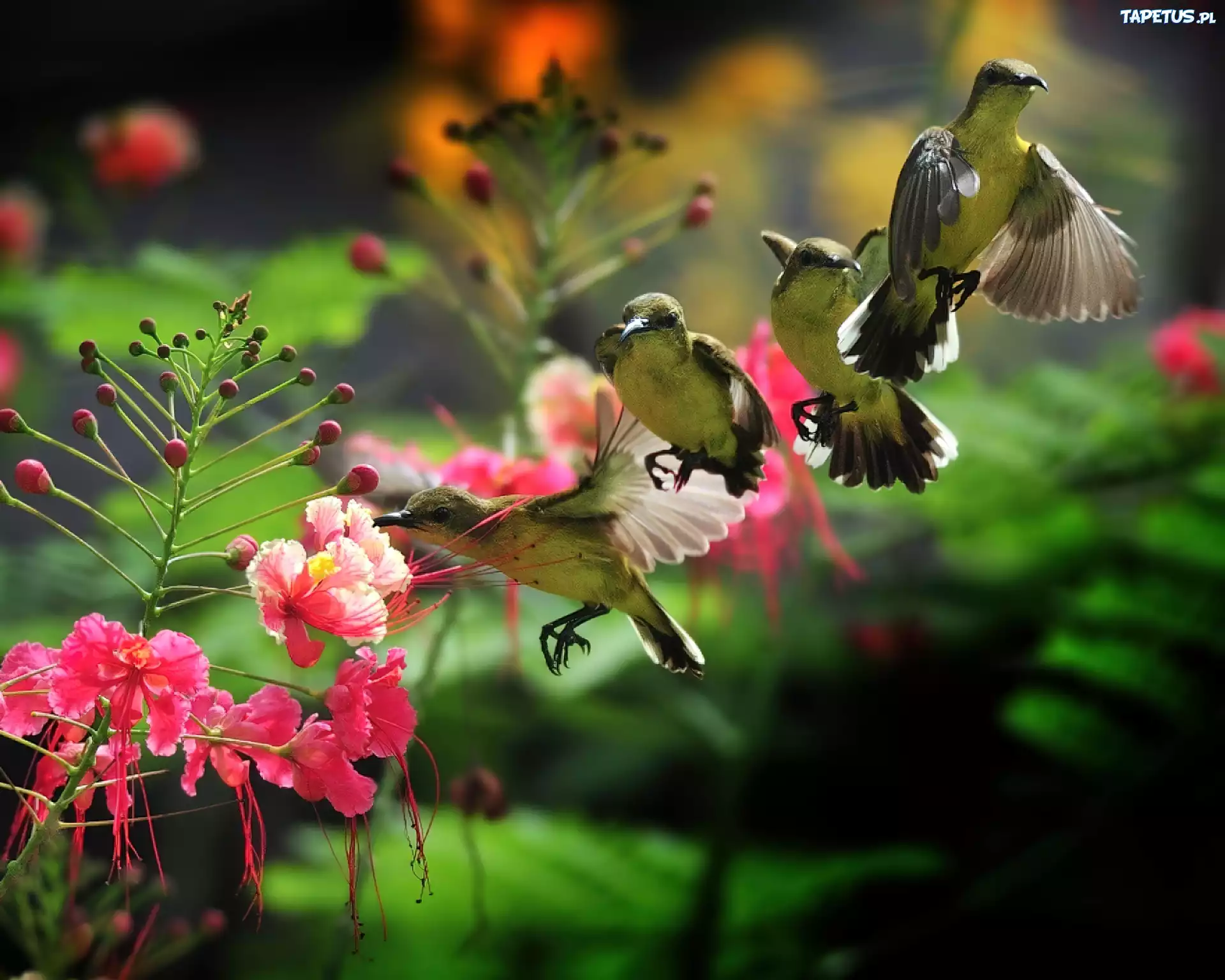 Kwiat, Cztery, Kolibry