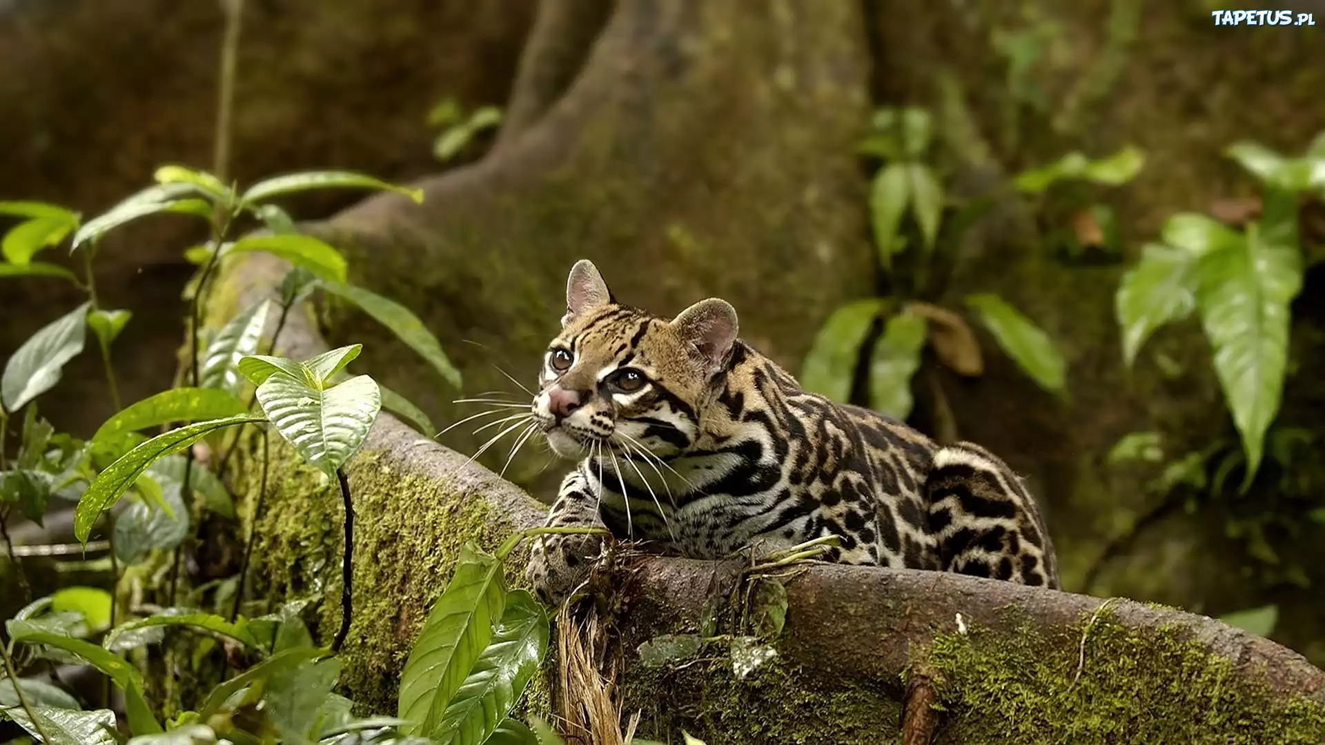 Ocelot, Drzewo, Mech, Rośliny