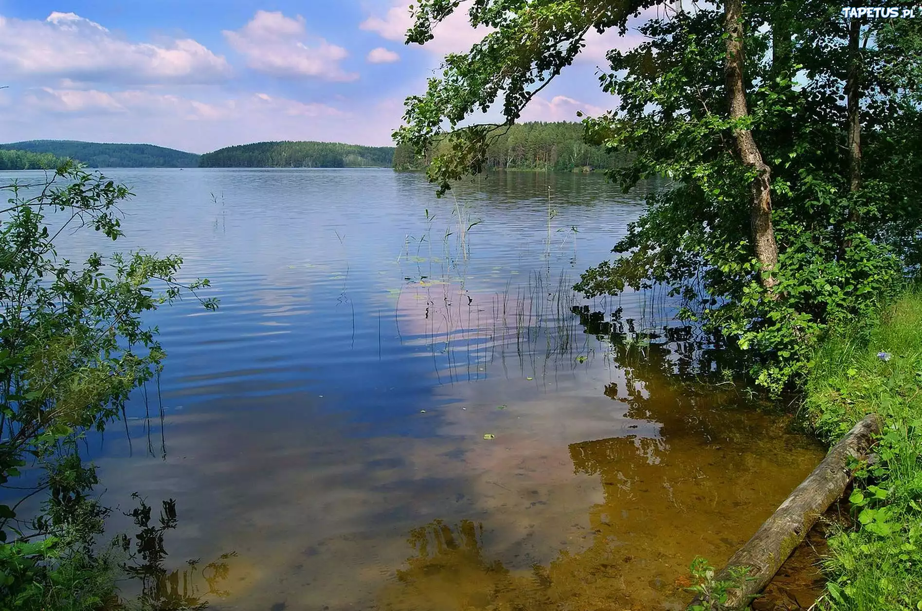 Woda, Drzewa, Zarośla