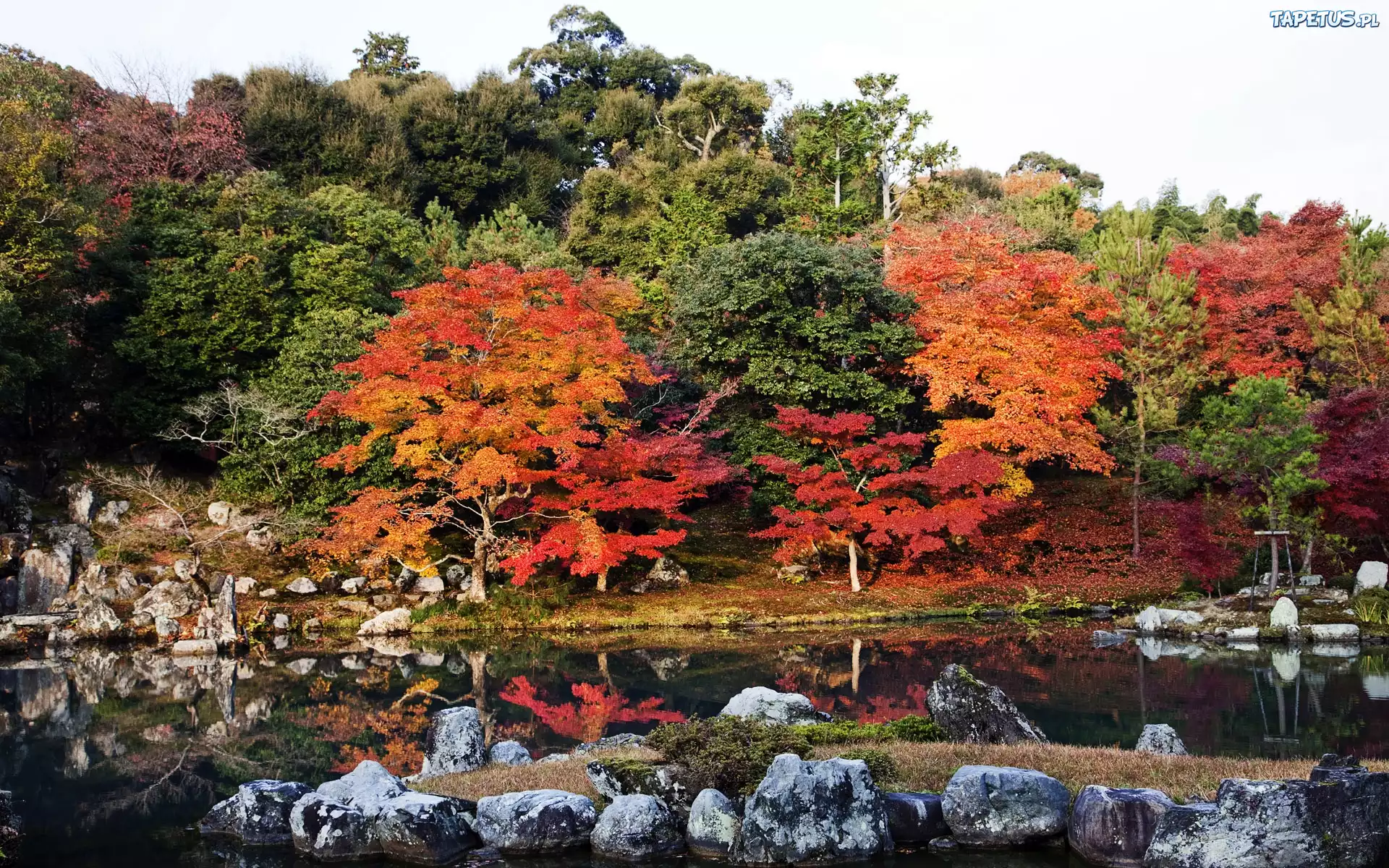 Japonia, Kyoto, Rzeka, Kolorowe, Drzewa