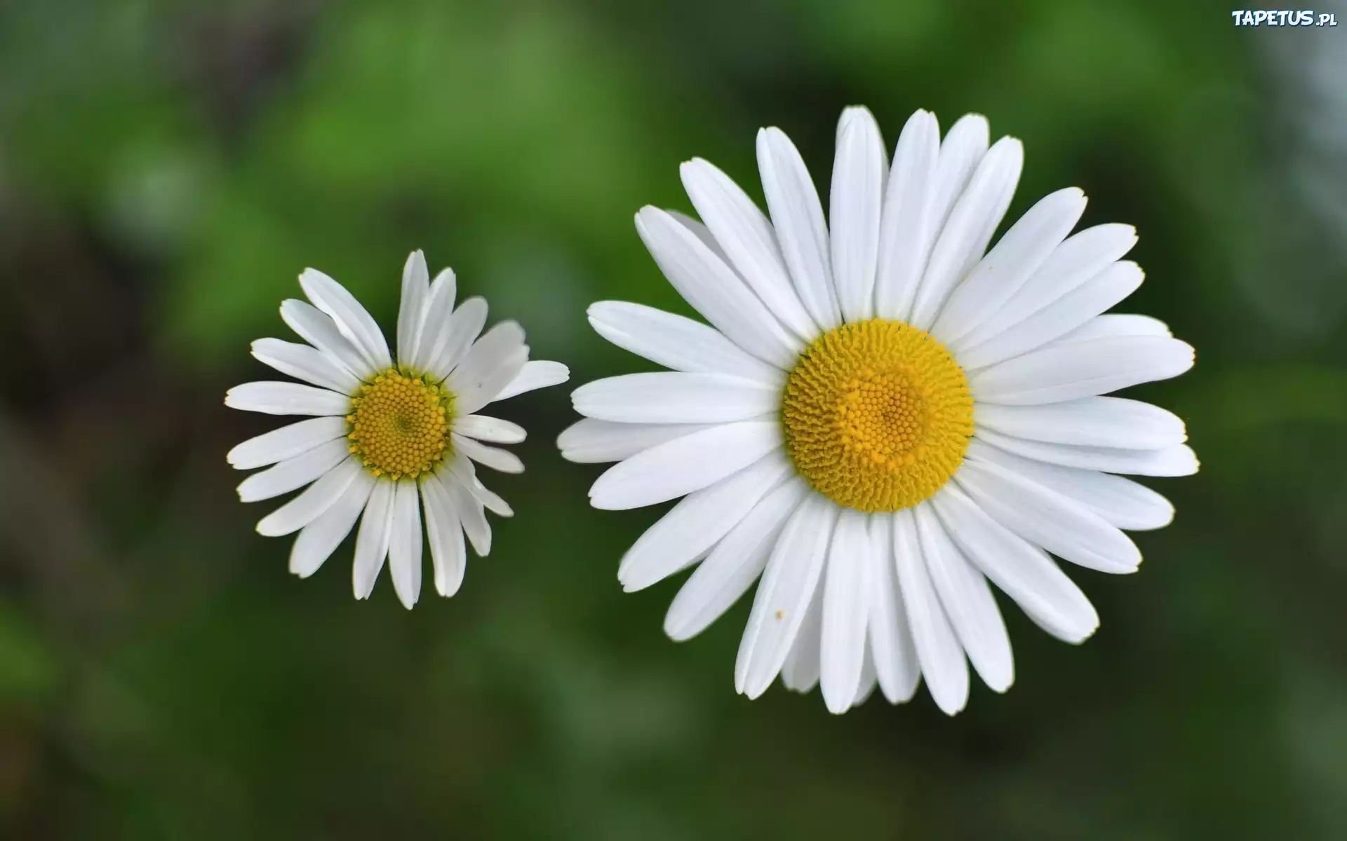 Białe, Margerytki