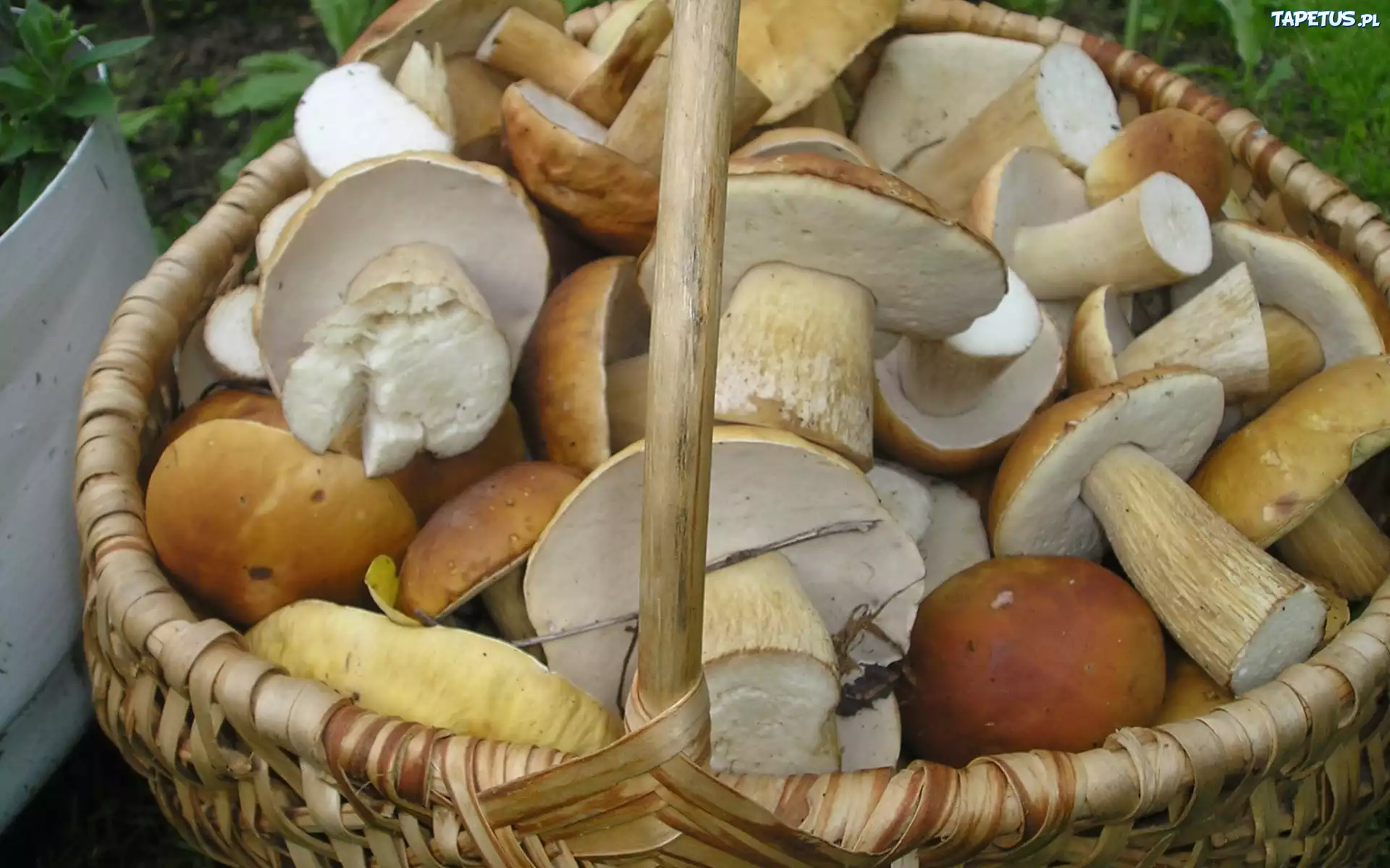 Kosz, Dorodne, Grzyby, Leśne