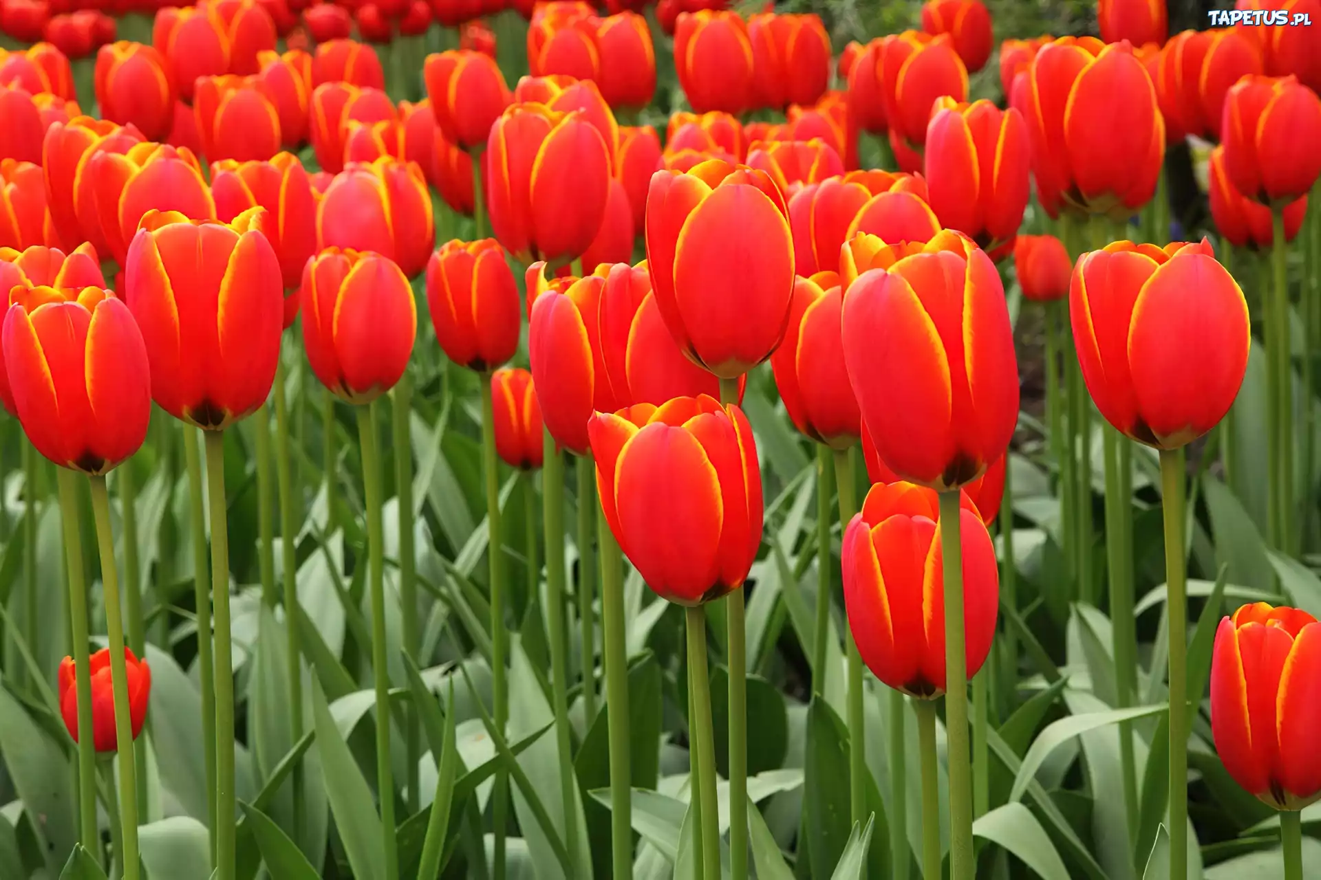Czerwone, Tulipany