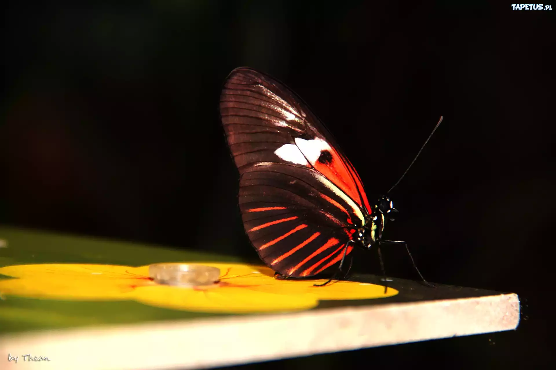 Motyl, Kolorowe, Skrzydła