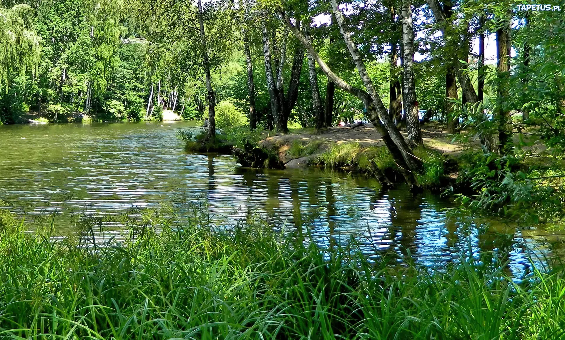 Rzeka, Drzewa, Trawa